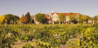 Overlooking the vineyards at The Winery at Holy Cross Abbey, one of the Colorado wineries in the Royal Gorge region