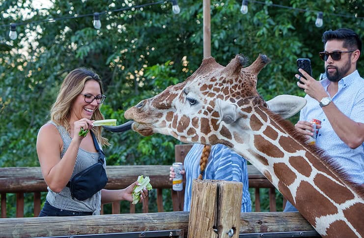 A woman feeds a giraffe by hand at Cheyenne Mountain Zoo in Colorado Springs