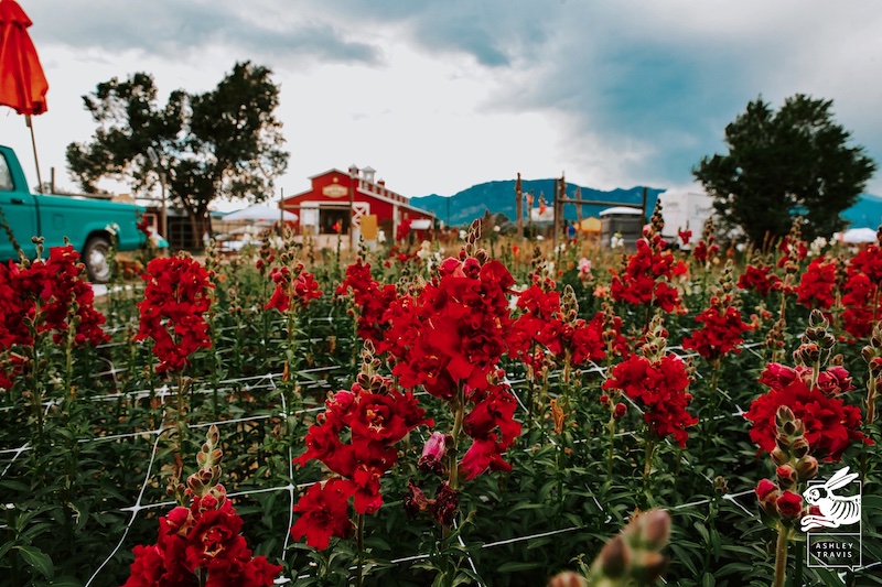 Red flowers and barn at Venetucci Farm during Rocky Mountain Flower Fest in Colorado Springs
