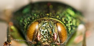 Closeup of the face of an iridescent green beetle at the May Museum of Natural History, one of the most unique things to do in Colorado Springs.