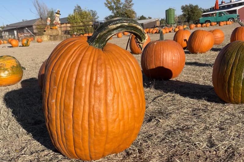 Pumpkins in the pumpkin patch at Venetucci Farm in Colorado Springs