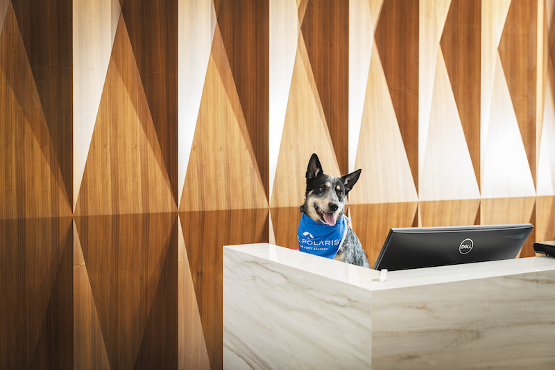 A dog sits behind the front desk at Hotel Polaris