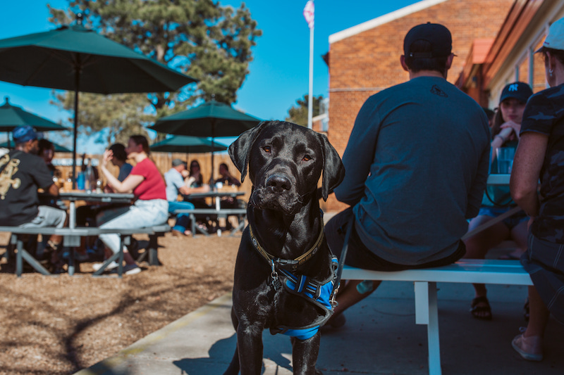 A black lab says hi in the Beer Garden at Goat Patch Brewing Company's Lincoln Center location, a must-go if you're visiting Colorado Springs.