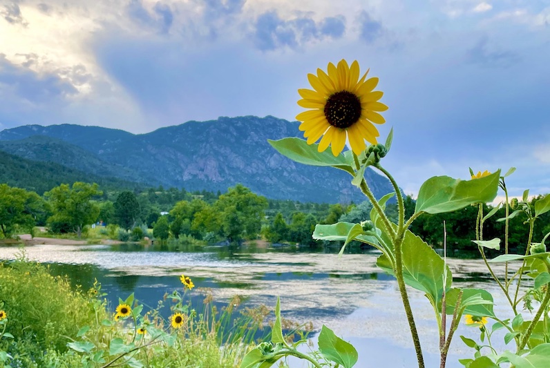Sunflowers beside the fishing lake with Cheyenne Mountain in the background: the view at Golden Eagle Campground, a great place for RV campers to stay when visiting Colorado Springs.