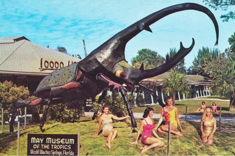 Herkimer the giant beetle and icon of the May Natural History Museum in a vintage postcard circa 1960s