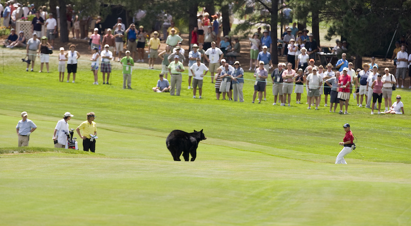 A black bear runs across the 13th fairway during the second round of the 2008 U.S. Senior Open Championship at The Broadmoor in Colorado Springs, Colo. on Friday, August 1, 2008.