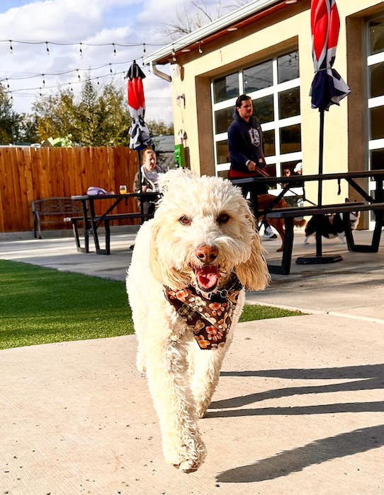 A dog poses on the patio of Pub Dog in Colorado Springs. 