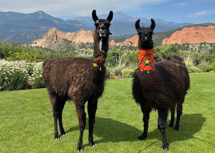 Grand View Hosts Brunch With Llamas - Springsmag Colorado Springs