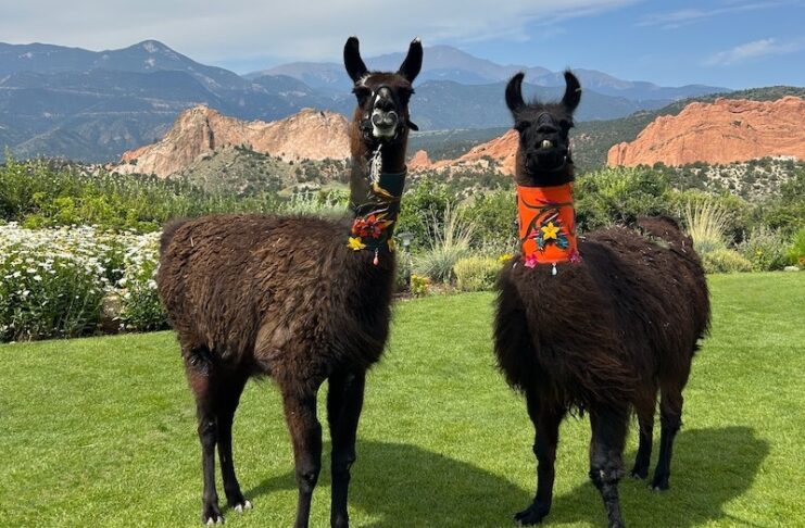 Zorro and Pedro of Luxy Llamas are all dressed up for Brunch With Llamas at Grand View at Garden of the Gods Resort and Club.