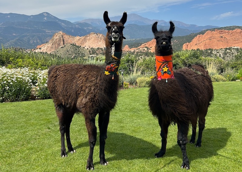 Grand View Hosts Brunch With Llamas - Springsmag Colorado Springs