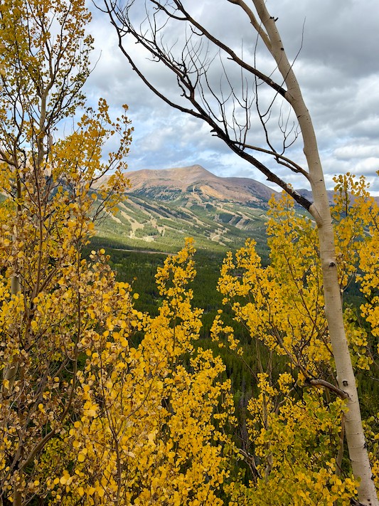 Gold aspen leaves on Boreas Pass overlooking ski slopes in Breckenridge. 