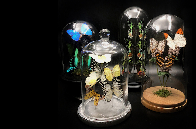 Taxidermied butterflies in glass cases at Novis Mortem.