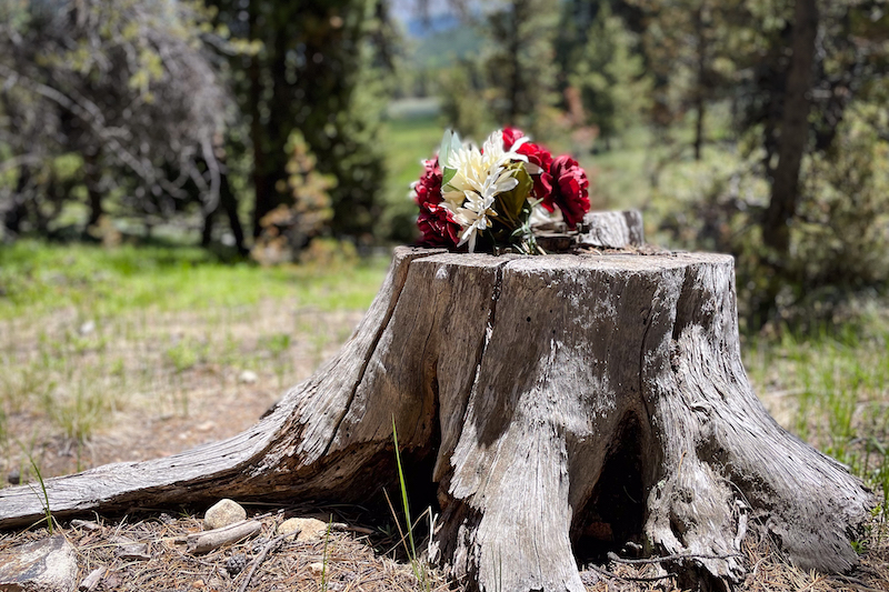 A bouquet of flowers on top of a stump in Tin Cup Cemetery.