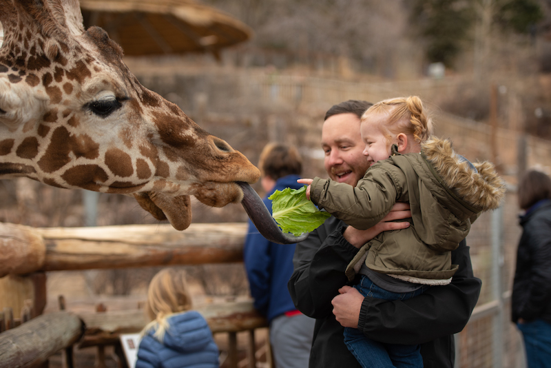 A dad holds his toddler daughter as she feeds a giraffe at the Cheyenne Mountain Zoo. It's one of the best things to do in winter with kids in Colorado Springs.