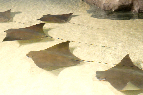 Stingrays at Jungle Reef aquarium in Colorado Springs.