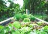 5 Tips for Gardening and Landscaping in Colorado Springs A raised bed with vegetables and flowers showing Colorado gardening and landscaping tips.