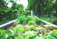 5 Tips for Gardening and Landscaping in Colorado Springs A raised bed with vegetables and flowers showing Colorado gardening and landscaping tips.