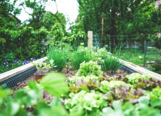 A raised bed with vegetables and flowers showing Colorado gardening and landscaping tips.