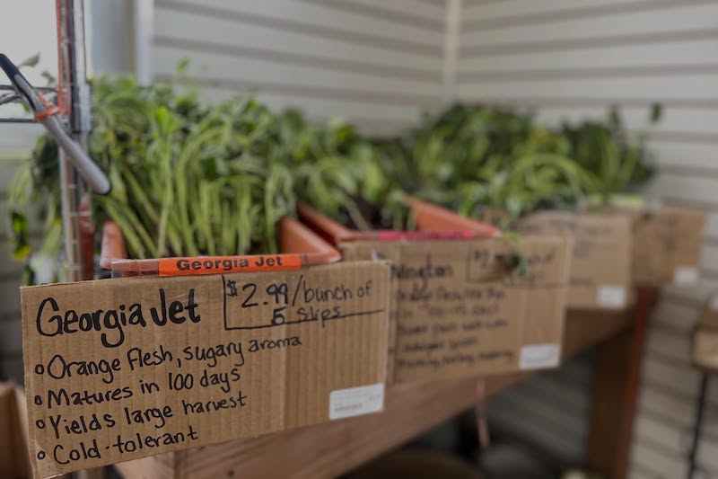Georgia Jet sweet potatoes at Rick's Garden Center