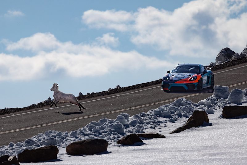 A bighorn sheep ram runs across the road in front of a race car during Pikes Peak International Hill Climb practice runs in 2025.