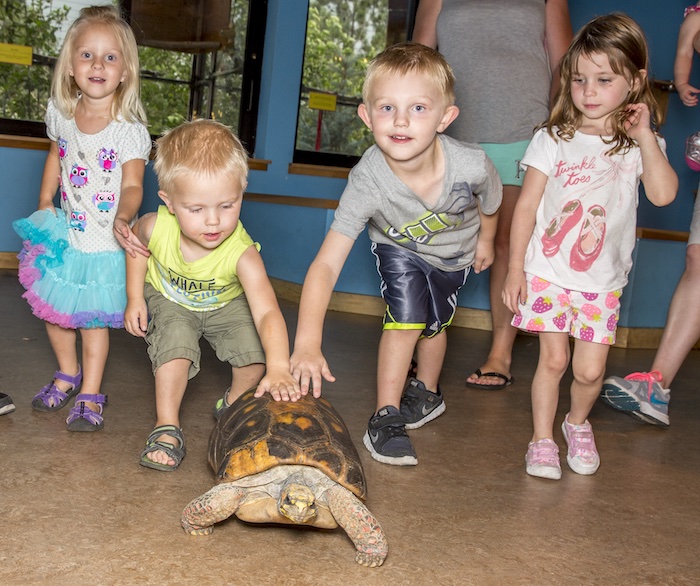Kids pet a tortoise at the Cheyenne Mountain Zoo.