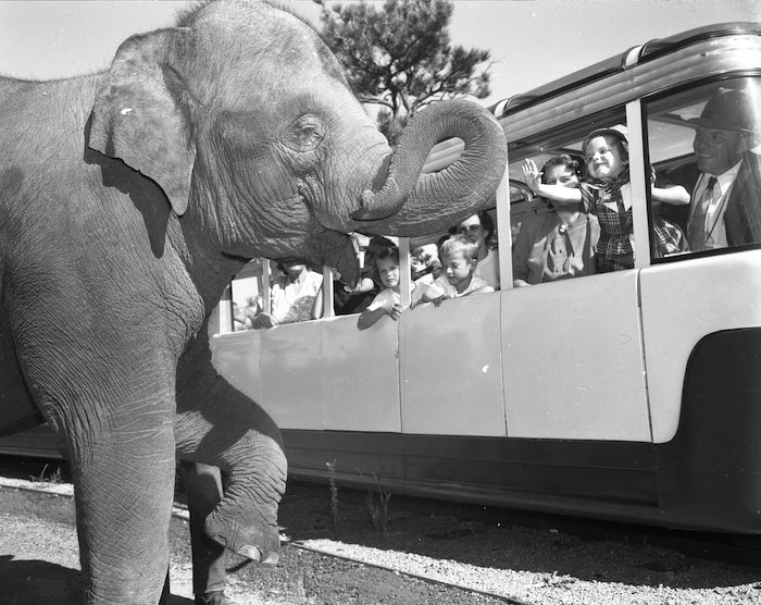 Visitors on the Mountaineer tram stop to interact with an elephant at the Cheyenne Mountain Zoo in September 1951.