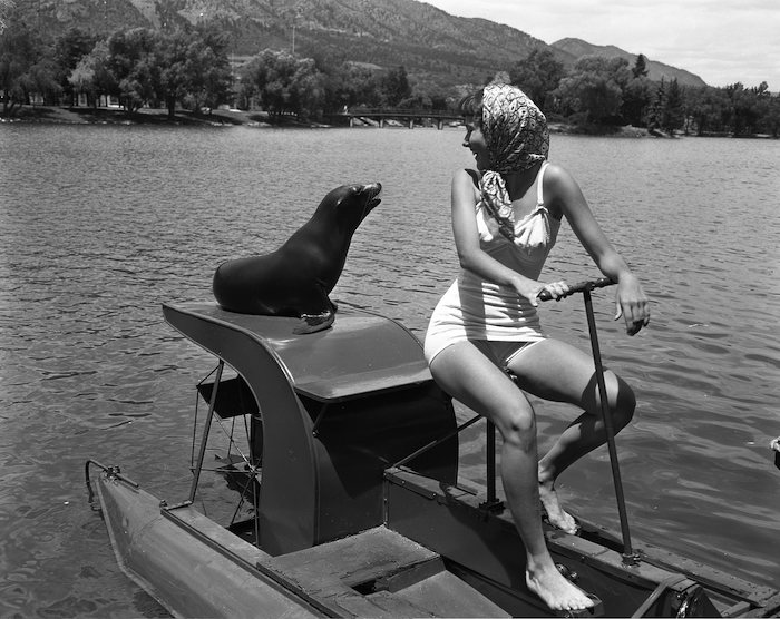 A sea lion rides on the back of a paddleboat at The Broadmoor Hotel in 1952.