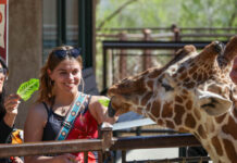 Two women feed giraffes at Cheyenne Mountain Zoo.