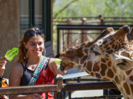 Cheyenne Mountain Zoo Celebrates 100 Years Two women feed giraffes at Cheyenne Mountain Zoo.