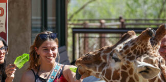 Two women feed giraffes at Cheyenne Mountain Zoo.