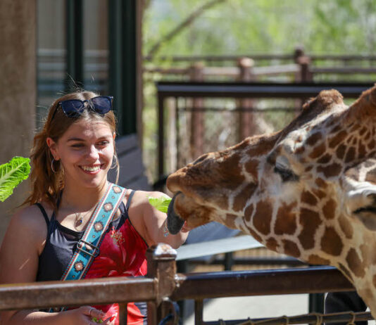 Cheyenne Mountain Zoo Celebrates 100 Years Two women feed giraffes at Cheyenne Mountain Zoo.