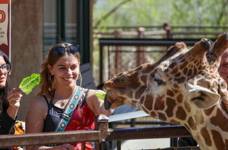 Two women feed giraffes at Cheyenne Mountain Zoo.