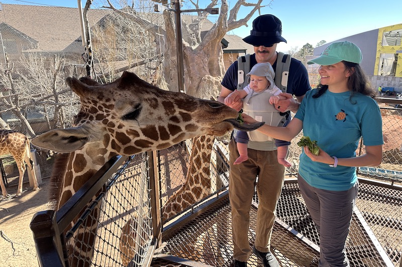 A family with a baby feeds giraffe at the Cheyenne Mountain Zoo in Colorado Springs.