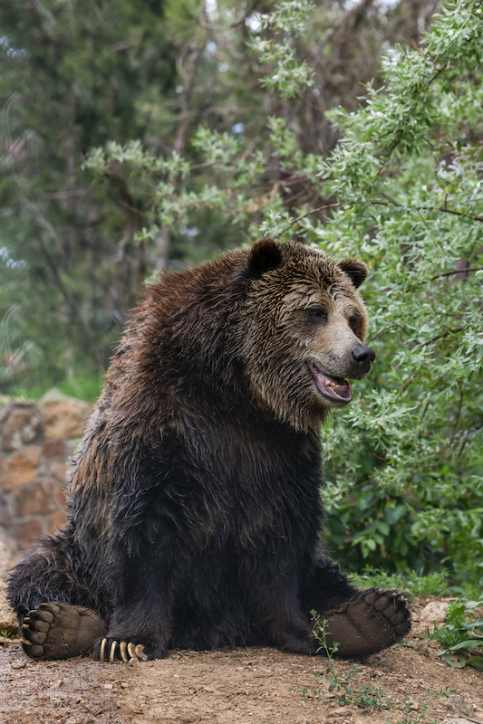 Emmett the grizzly bear sits after swimming at the Cheyenne Mountain Zoo.