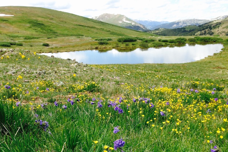 Summer wildflowers at the summit of Independence Pass, one of the best mountain passes in Colorado.