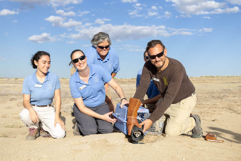 Staff from Cheyenne Mountain Zoo release and reintroduce a black-footed ferret into the wild. 