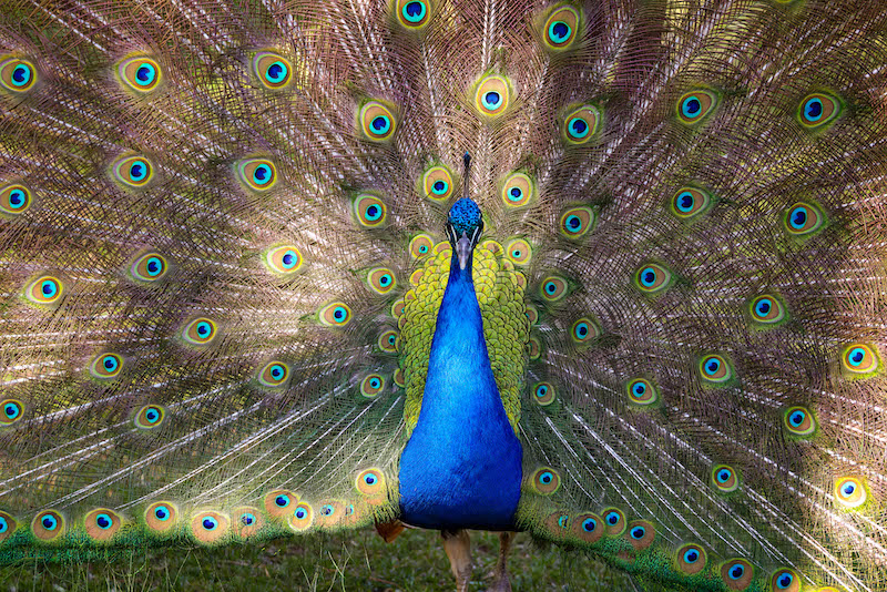 A peacock displays its feathers at the Cheyenne Mountain Zoo in Colorado Springs.