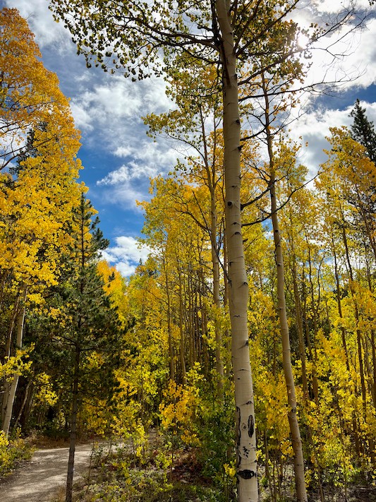 Golden aspen leaves at the Reiling Dredge Trailhead in Breckenridge, Colorado, Sept. 8, 2026.